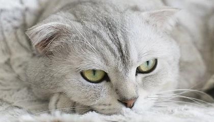 乐鱼官网-孙颖莎伤愈复出赢下首战 通过比赛检验竞技状态